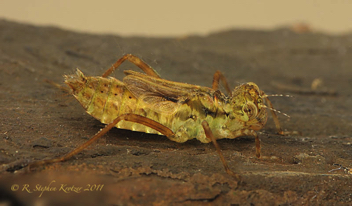 Sympetrum ambiguum, nymph